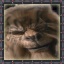 Tiger's Claw - Orsini