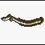 Eel