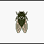 Green Cicada