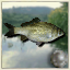 Pond Scum