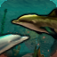 But Dolphins Die When They Drown