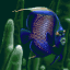 Tropical Fish 1