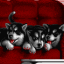Dogs