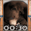 Bearly Made It