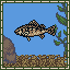 Yellow Perch