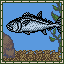 Dogtooth Tuna