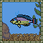 Cocktail Wrasse