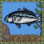 Greater Amberjack
