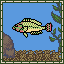 N.C.F. Rainbowfish