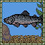 King Salmon