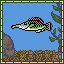 Bird Wrasse
