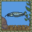 Glass Catfish