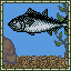 Bluefin Tuna