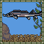Sturgeon