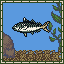 Mackerel