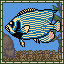 Emperor Angelfish