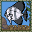 Batfish