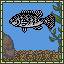 Tilapia