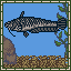 Catfish
