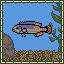 Cupid Wrasse