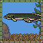 Queensland Lungfish