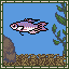 Paradise Fish