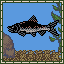 Sockeye Salmon