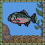 Piranha
