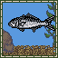 Great Amberjack
