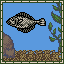 Flounder