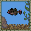 Japanese Parrotfish