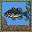 Black Bass