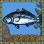 Japanese Amberjack