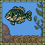 Bluegill