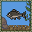 Japanese Crucian Carp