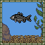 Goldfish
