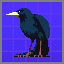 Compendium - Avian