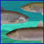 Stream Ichthyologist
