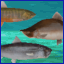 Mountain Ichthyologist