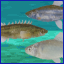 Field Ichthyologist