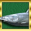 Holy Mackerel... Shark
